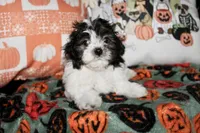 Dottie, a female Maltipoo for sale in Lewisburg, KY – 2 of 2