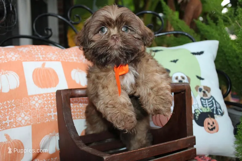 Porkchop – Shih Tzu puppy for sale in Lewisburg, KY