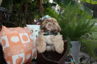Biscuit, a male Shih Tzu for sale in Lewisburg, KY – 7 of 10