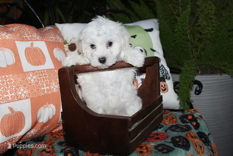 Casper – Maltipoo puppy for sale in Lewisburg, KY