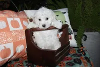 Casper, a male Maltipoo for sale in Lewisburg, KY – 1 of 3