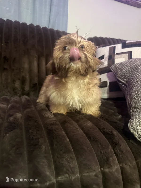 Biscuit – Shih Tzu puppy for sale in Lewisburg, KY