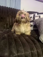 Biscuit, a male Shih Tzu for sale in Lewisburg, KY – 1 of 10