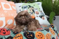 Porkchop, a male Shih Tzu for sale in Lewisburg, KY – 2 of 5
