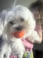 Gizmo , a male Maltese for sale in Auburn, WA – 2 of 5