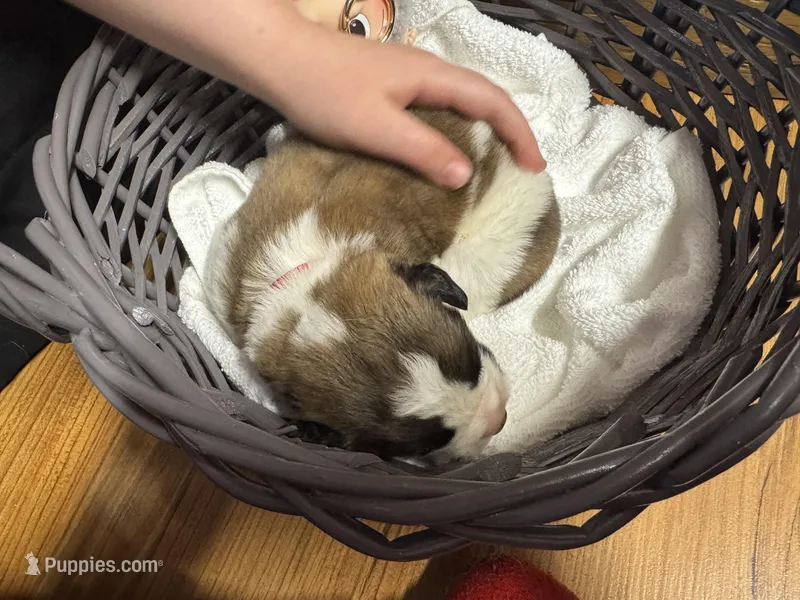 Duke jr. Red boy – Saint Bernard puppy for sale in Auburn, WA