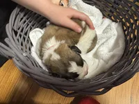 Duke jr. Red boy, a male Saint Bernard for sale in Auburn, WA – Photo 1 of 6