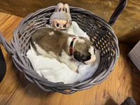 Duke jr. Red boy, a male Saint Bernard for sale in Auburn, WA – Photo 6 of 6