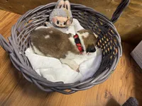 Duke jr. Red boy, a male Saint Bernard for sale in Auburn, WA – Photo 5 of 6