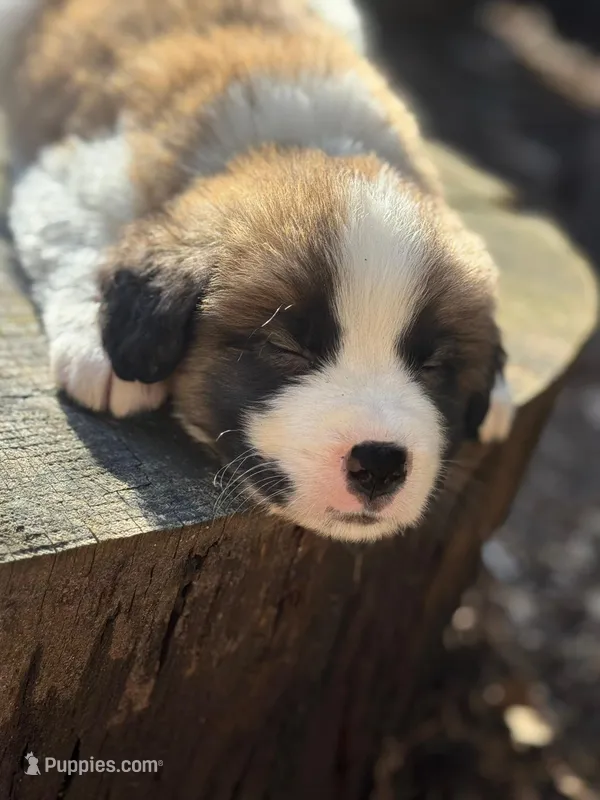 Duke jr. Red boy – Saint Bernard puppy for sale in Auburn, WA