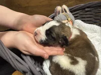 Duke jr. Red boy, a male Saint Bernard for sale in Auburn, WA – Photo 2 of 6