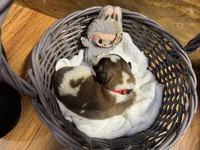 Duke jr. Red boy, a male Saint Bernard for sale in Auburn, WA – Photo 4 of 6