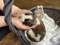 Duke jr. Red boy, a male Saint Bernard for sale in Auburn, WA – Photo 3 of 6