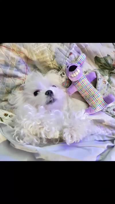 Gizmo , a male Maltese for sale in Auburn, WA – 4 of 5
