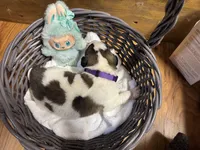 Purple girl, a female Saint Bernard for sale in Auburn, WA – Photo 6 of 6