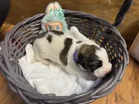 Purple girl, a female Saint Bernard for sale in Auburn, WA – Photo 5 of 6