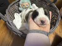 Purple girl, a female Saint Bernard for sale in Auburn, WA – Photo 1 of 6