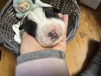 Purple girl, a female Saint Bernard for sale in Auburn, WA – Photo 2 of 6