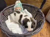 Purple girl, a female Saint Bernard for sale in Auburn, WA – Photo 3 of 6