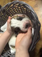 Dark green boy, a female Saint Bernard for sale in Auburn, WA – Photo 3 of 7