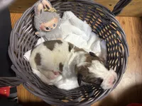 Dark green boy, a female Saint Bernard for sale in Auburn, WA – Photo 7 of 7