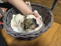 Dark green boy, a female Saint Bernard for sale in Auburn, WA – Photo 4 of 7