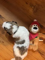 Dark green boy, a female Saint Bernard for sale in Auburn, WA – Photo 6 of 7