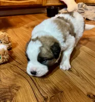Dark green boy, a female Saint Bernard for sale in Auburn, WA – Photo 5 of 7