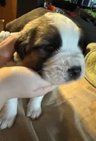 Dark green boy, a female Saint Bernard for sale in Auburn, WA – Photo 2 of 7