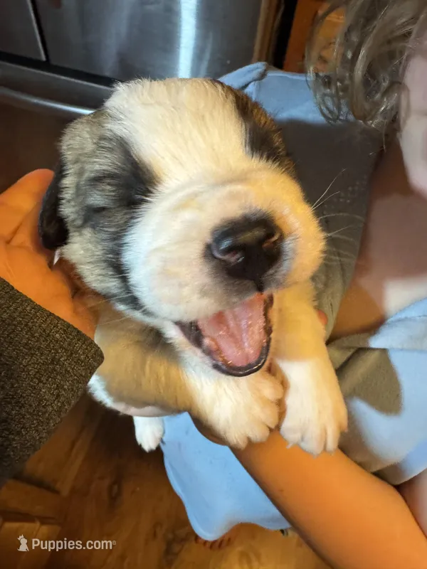 Dark green boy – Saint Bernard puppy for sale in Auburn, WA