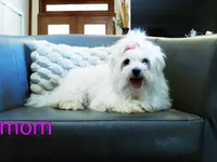 AKC Mimzee girl, a female Maltese for sale in Auburn, WA – Photo 6 of 9