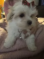 AKC Mimzee girl, a female Maltese for sale in Auburn, WA – Photo 3 of 9