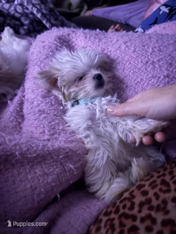 AKC Mimzee girl – Maltese puppy for sale in Auburn, WA