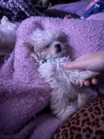 AKC Mimzee girl, a female Maltese for sale in Auburn, WA – Photo 1 of 9