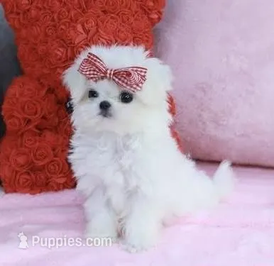 AKC Mimzee girl teacup – Maltese puppy for sale in Auburn, WA