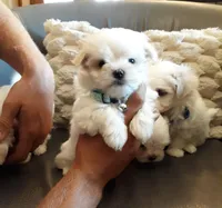 AKC Mimzee girl, a female Maltese for sale in Auburn, WA – Photo 7 of 9