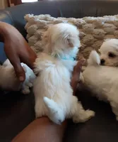 AKC Mimzee girl, a female Maltese for sale in Auburn, WA – Photo 8 of 9