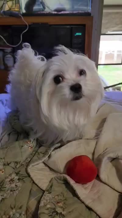 Gizmo , a male Maltese for sale in Auburn, WA – 5 of 5