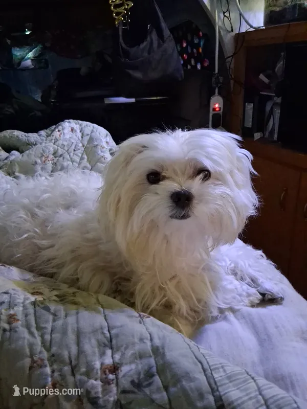 Gizmo  – Maltese puppy for sale in Auburn, WA