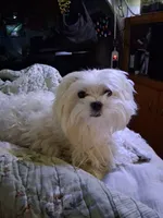 Gizmo , a male Maltese for sale in Auburn, WA – 1 of 5