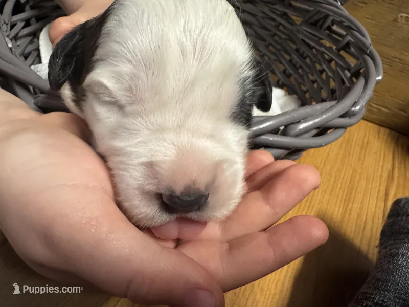 Winky pink girl – Saint Bernard puppy for sale in Auburn, WA