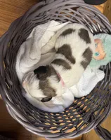 Winky pink girl, a female Saint Bernard for sale in Auburn, WA – Photo 6 of 6