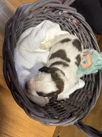 Winky pink girl, a female Saint Bernard for sale in Auburn, WA – Photo 5 of 6