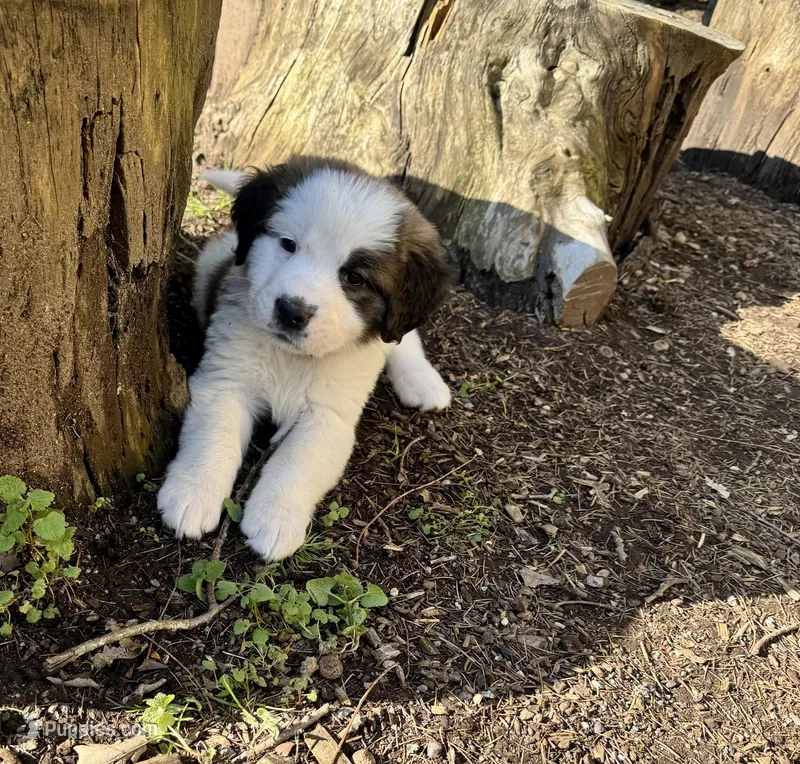 Winky pink girl – Saint Bernard puppy on hold in Auburn, WA