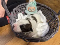 Winky pink girl, a female Saint Bernard for sale in Auburn, WA – Photo 4 of 6