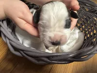 Winky pink girl, a female Saint Bernard for sale in Auburn, WA – Photo 2 of 6