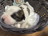 Winky pink girl, a female Saint Bernard for sale in Auburn, WA – Photo 3 of 6