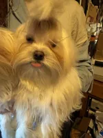 AKC Bindi girl teacup, a female Maltese for sale in Auburn, WA – 2 of 10