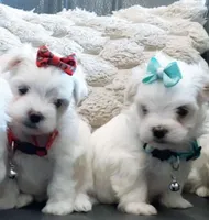 AKC Bindi girl, a female Maltese for sale in Auburn, WA – Photo 4 of 8