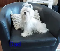AKC Bindi girl, a female Maltese for sale in Auburn, WA – Photo 6 of 8